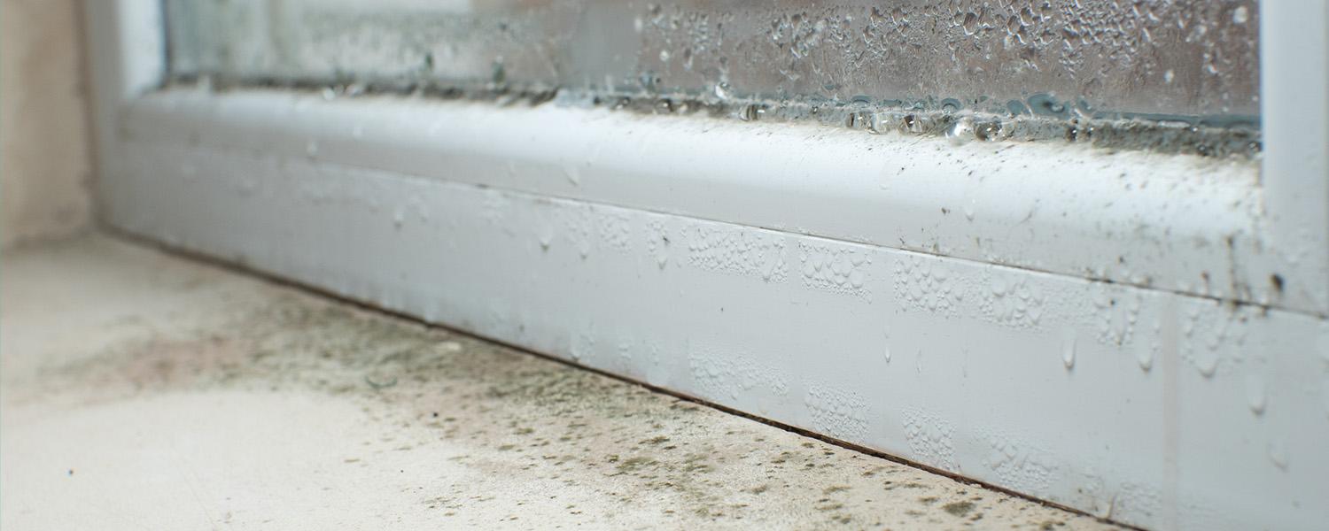mold-on-a-window